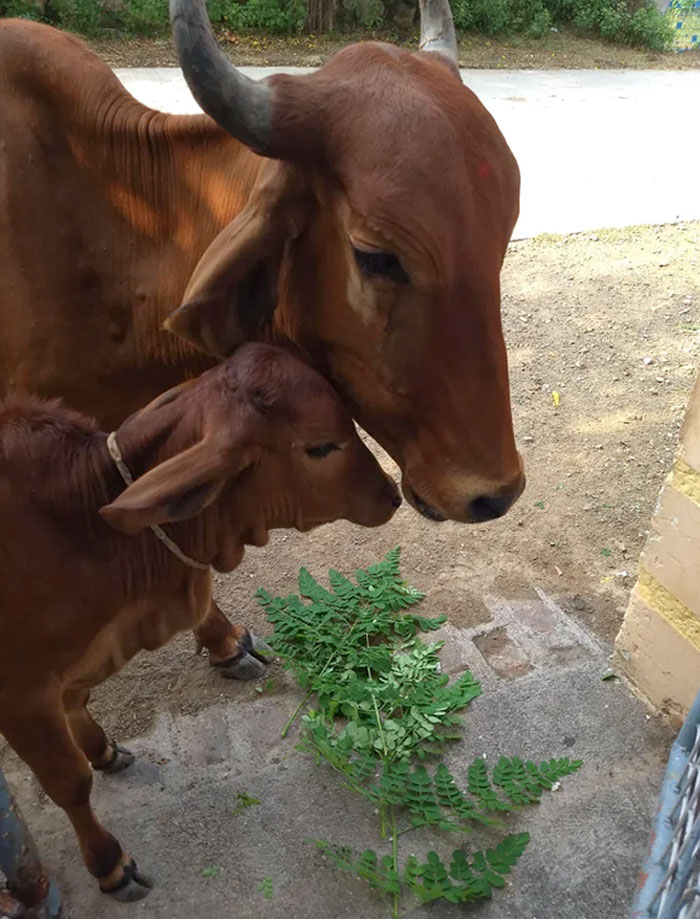 This Scene Of Mother And Daughter. She Is A Gir Cow, Mostly Found In Gujarat, India