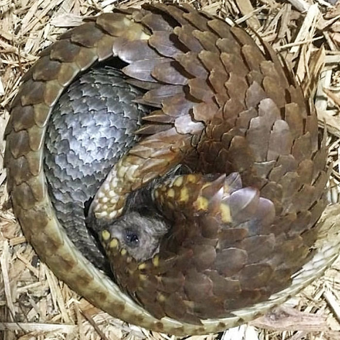 The Protective Shells Of Baby Pangolins Are Very Soft When They Are Young, So The Mothers Curl Around Their Bodies To Protect Them