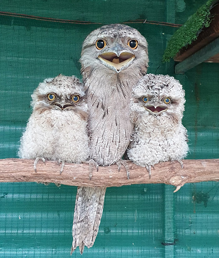 These Three Tawny Frogmouth Birds