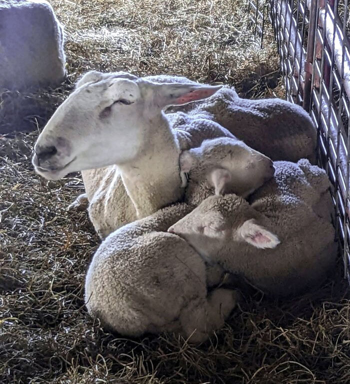 This Mommy Sheep Snuggled Up With Her Babies