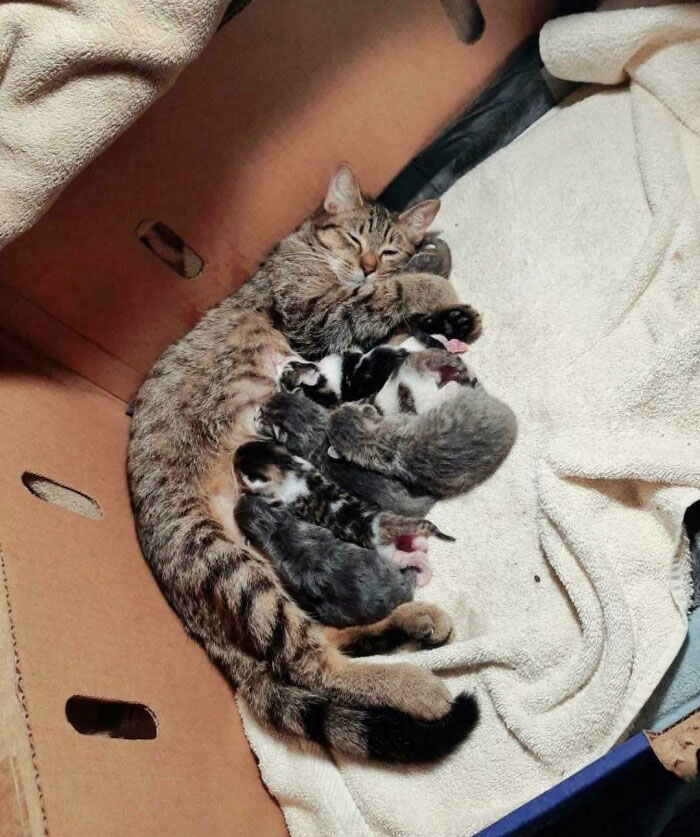 This Is Mama Stormy And Her 7 Babies