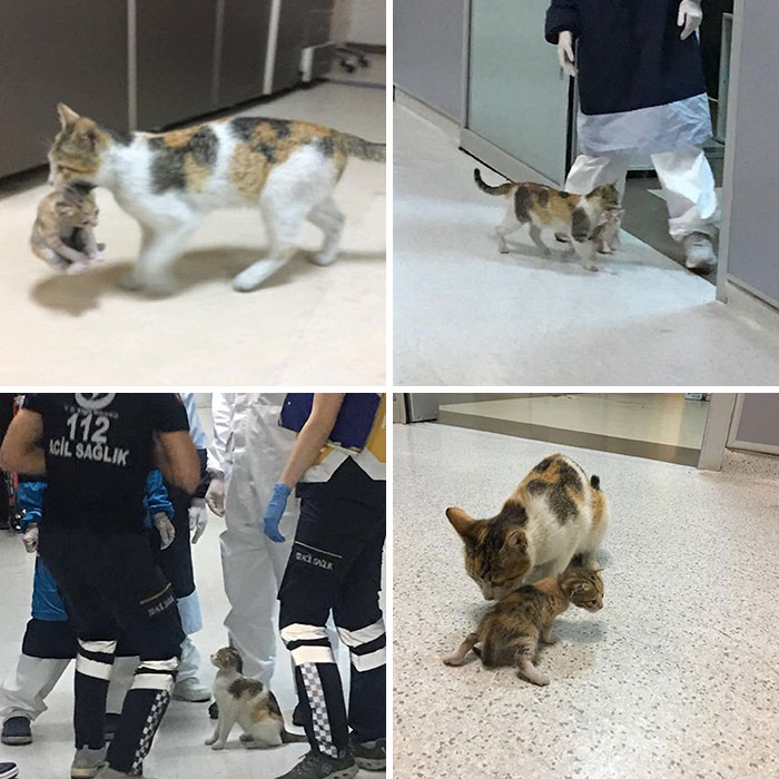 In Istanbul, A Stray Cat Mom Took Her Baby To The ER. Doctors And Paramedics Helped The Baby And Took Them To A Vet