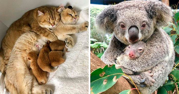 “She Wasn’t Fat After All”: 50 Wholesome Pics Of Animal Parents And Their Babies (New Pics)