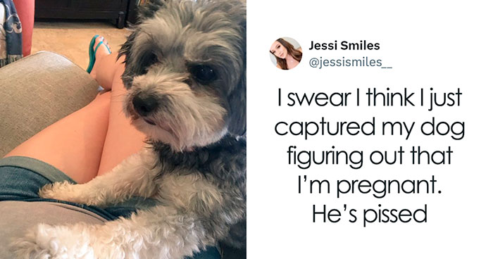 50 Of The Most Hilarious, Cute And Wholesome Posts On X About Dogs