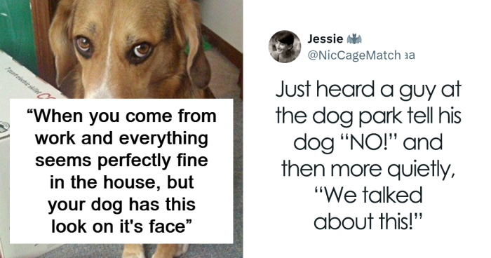 75 Hilarious Posts About Dogs From X