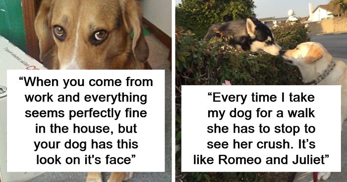 75 Posts For Those Whose Life Revolves Around Their Dogs