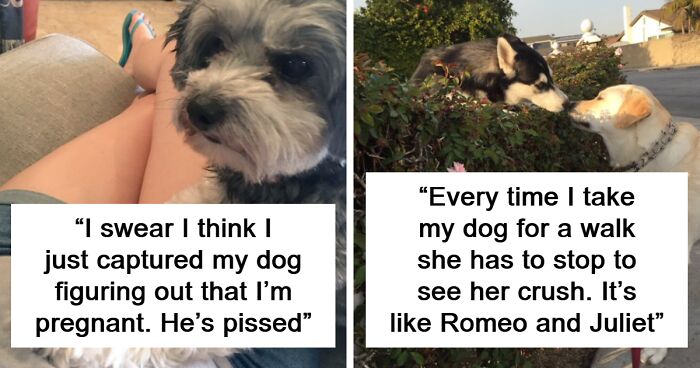 75 Tweets That Show How Dogs Enrich Our Lives