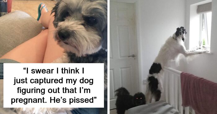 75 Funny Posts About Doggos That Explain Why They’re Man’s Best Friend