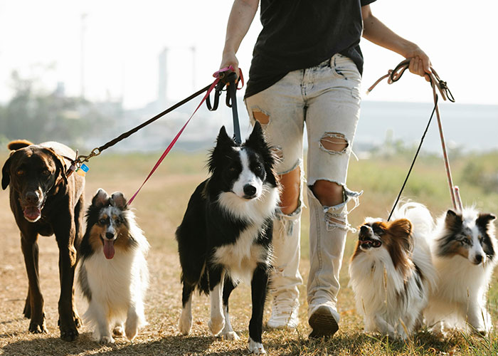 Woman Stops Talking To Mom Who Chose To Babysit Her Grandson Instead Of Watching Her Dogs