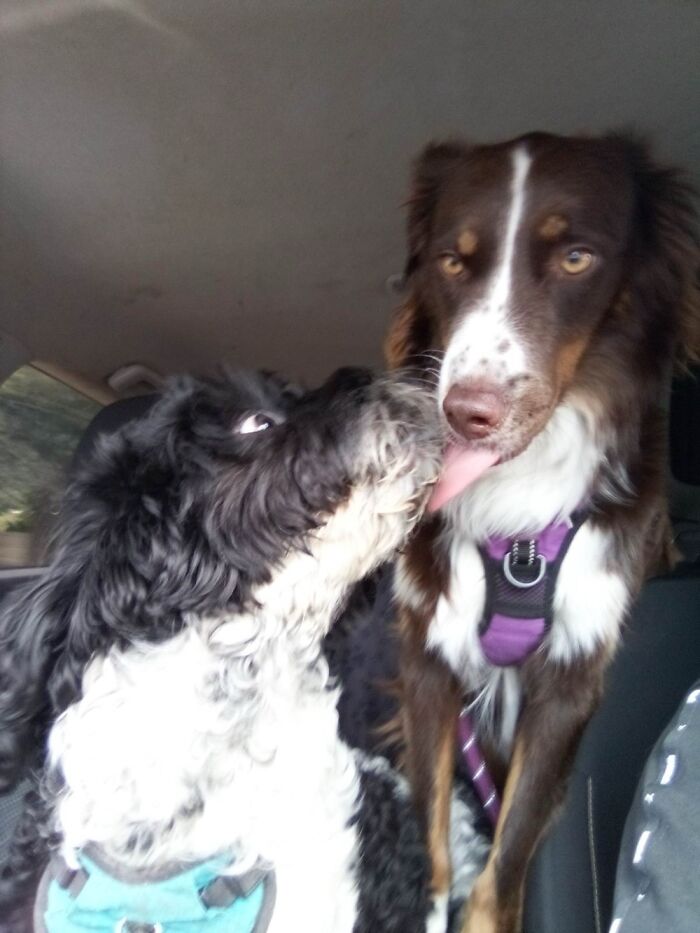 Kisses To Her Boyfriend On The Way To The Dog Park 🥰