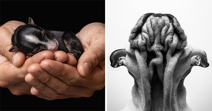 40 Of The Best All Time Images From The International Dog Photography Awards