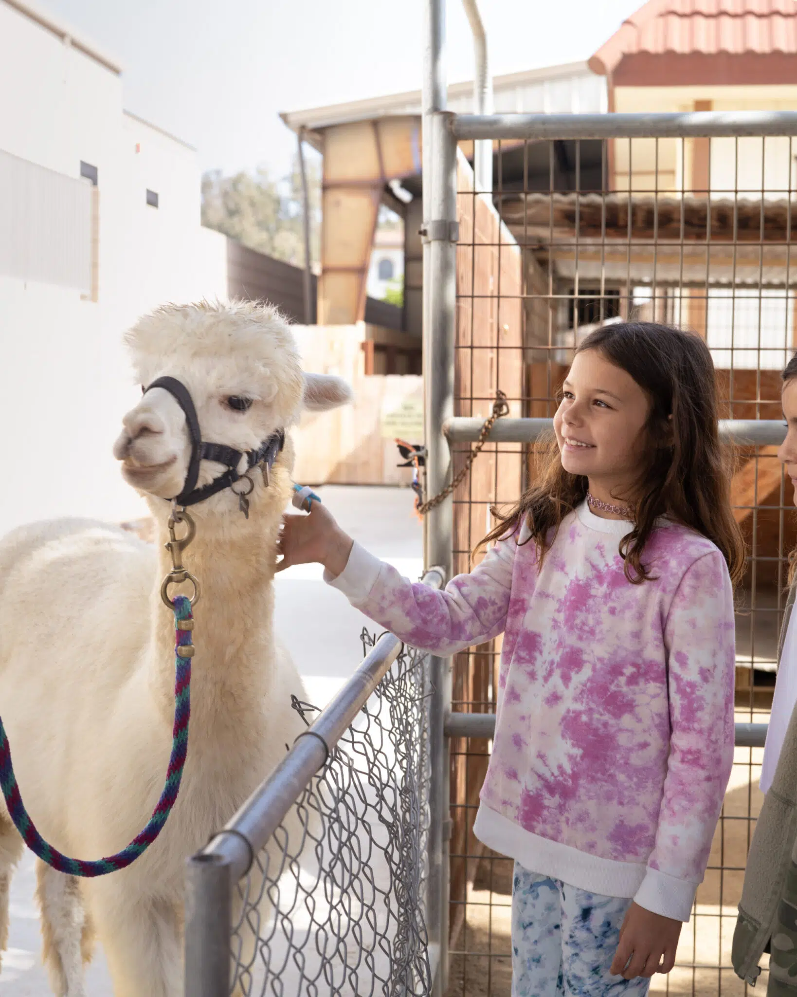 As The 2024 Summer Olympics Kicked Off In Paris, This Shelter Hosts Their Own OlymPETs