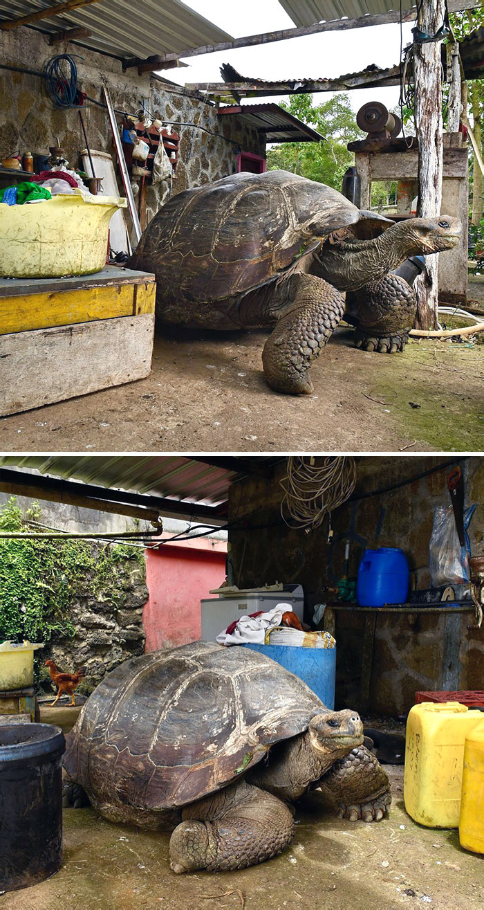 Absolute Lad Of A Tortoise