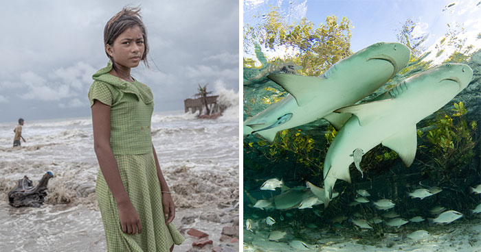 42 Eye-Opening Winning Images Of The 2024 Mangrove Photography Awards