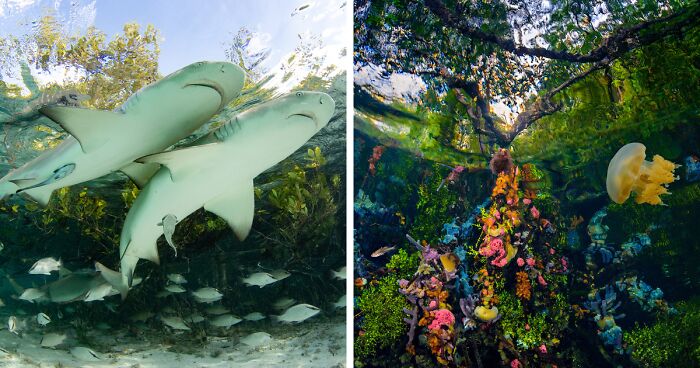 42 Eye-Opening Winning Images Of The 2024 Mangrove Photography Awards