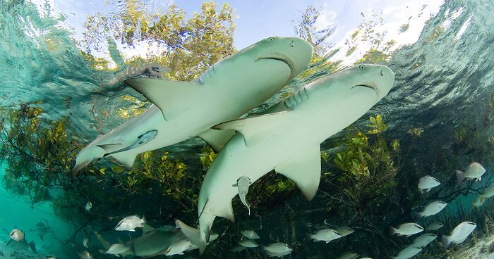 42 Eye-Opening Winning Images Of The 2024 Mangrove Photography Awards