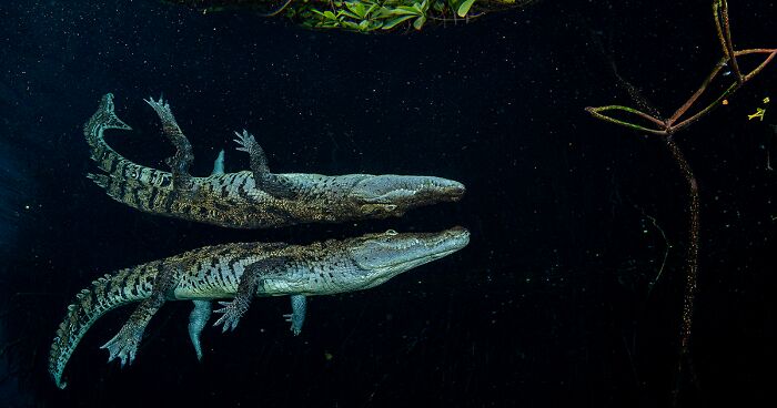 42 Eye-Opening Winning Images Of The 2024 Mangrove Photography Awards