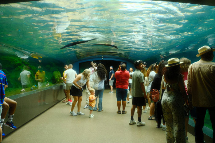 Husband Keeps Introducing Woman As Aquarium Guide Instead Of Marine Biologist, She’s Had Enough