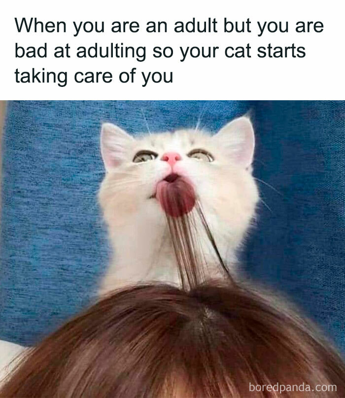 Cute cat licking person's hair, humorously capturing feline attitude.