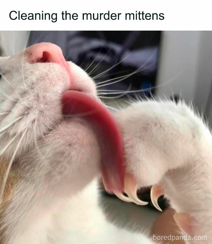 Cat licking its paw with sharp claws, showcasing classic feline attitude in a funny meme context.