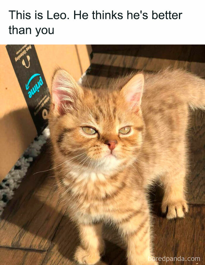 Cute cat meme with a ginger kitten displaying typical feline attitude, seeming superior.