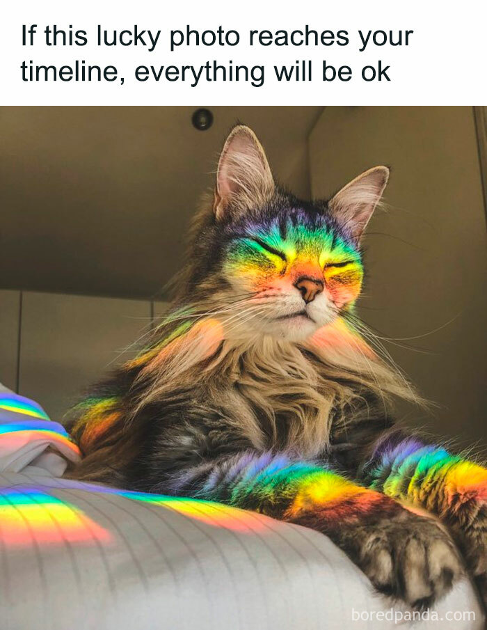 Memes-Pics-I-Wish-I-Could-Tag-My-Cat-In