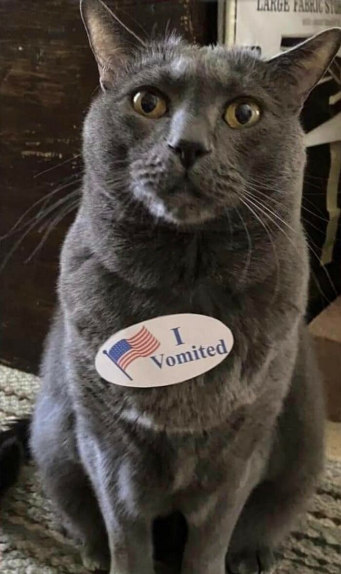 Gray cat with a humorous sticker, capturing a classic feline attitude.