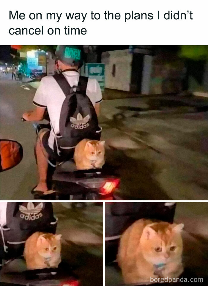 Cat meme with a cat riding on a scooter rear seat behind a person wearing a backpack.