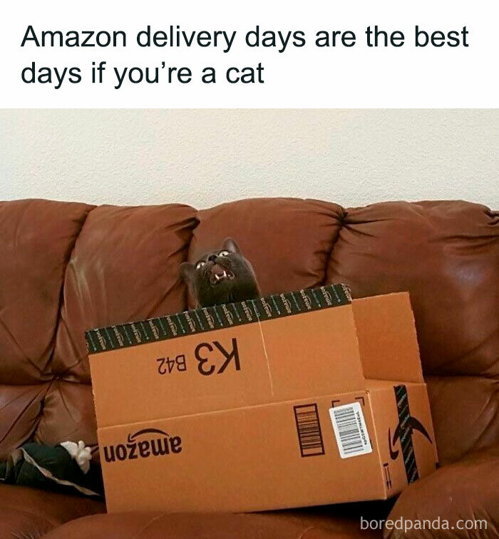 Cat inside an Amazon box on a couch with text about delivery days, capturing hilarious feline attitude.