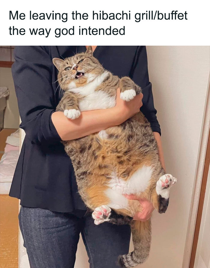 A person holding an overweight cat with a humorous expression, exemplifying feline attitude in a funny meme.