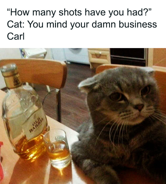 Cat meme showing a grumpy feline with a bottle and shot glass, conveying a humorous attitude.