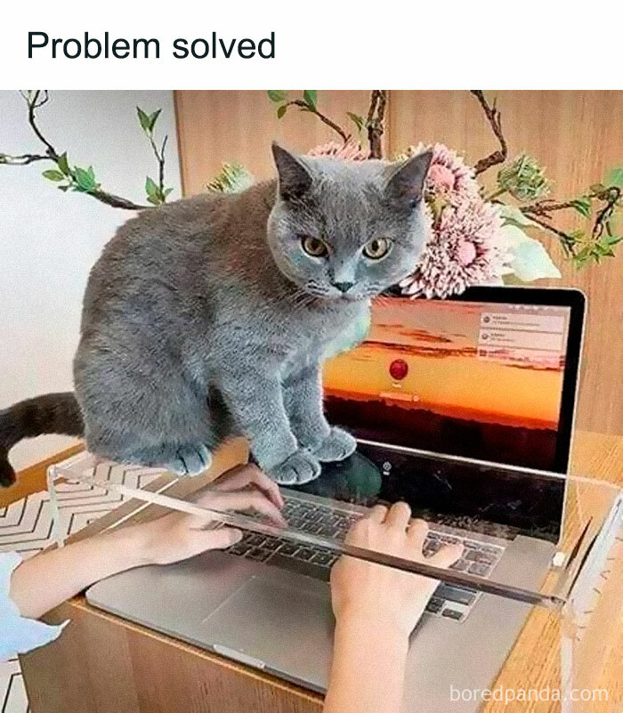 A gray cat sits on a clear platform over a laptop, displaying classic feline attitude.