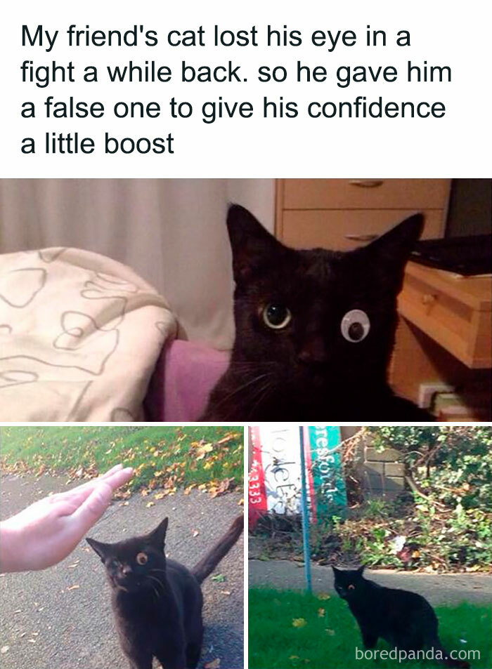 Cat with a googly eye as a replacement, showing feline attitude across three images.