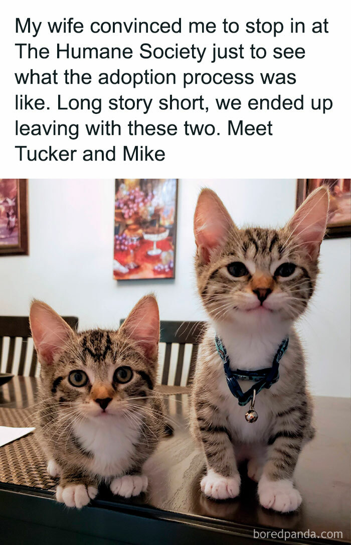 Two adorable kittens sitting on a table, embodying hilarious cat memes and feline attitude.