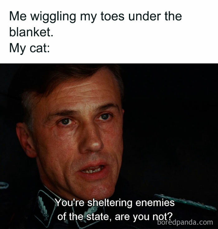 Cat memes capture feline attitude as a man questions, "You're sheltering enemies of the state, are you not?"