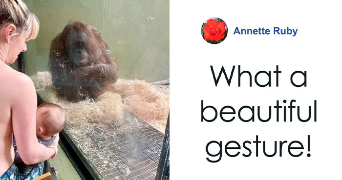 “She Watched Closely”: Moms Unite To Teach Orangutan How To Feed Her Baby At Dublin Zoo