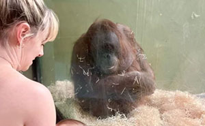 “She Watched Closely”: Moms Unite To Teach Orangutan How To Feed Her Baby At Dublin Zoo