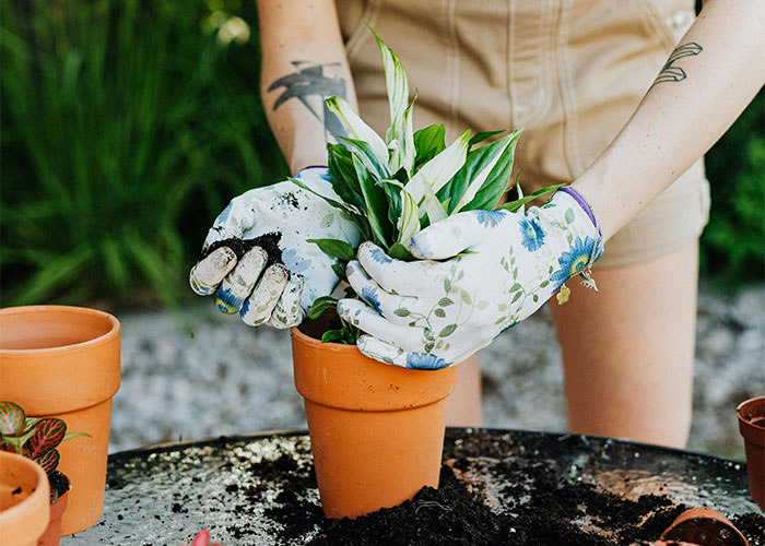 “We Called The Police”: Newcomer Discovers Her Bench And Plants Displayed In Neighbors’ Yard