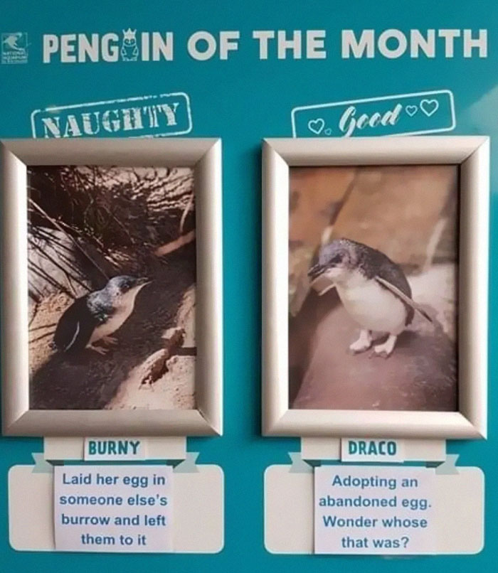 I Look Forward To The National Aquarium Of New Zealand's Naughty/Good Penguins Every Month!