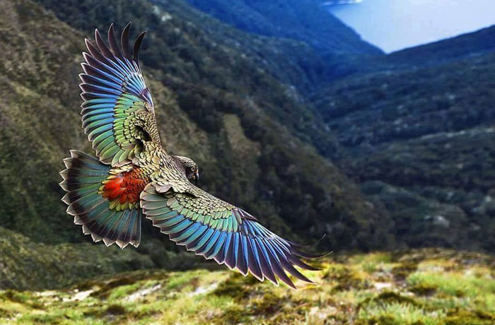 The Wings Of A Kea Parrot In New Zealand