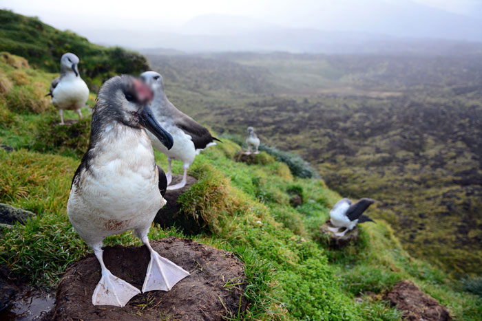 Officials Decide To Drop 600 Tons Of Pesticide On Island To Save Birds From Being Eaten Alive