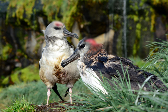 Officials Decide To Drop 600 Tons Of Pesticide On Island To Save Birds From Being Eaten Alive