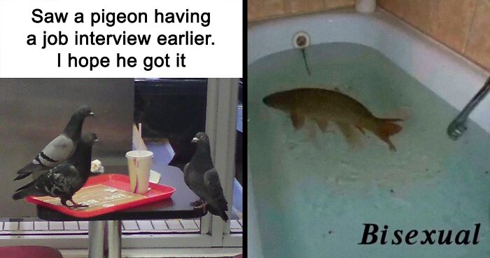 This IG Page Is Notorious For Sharing Hilarious Animal Posts, Here Are 75 Of The Best