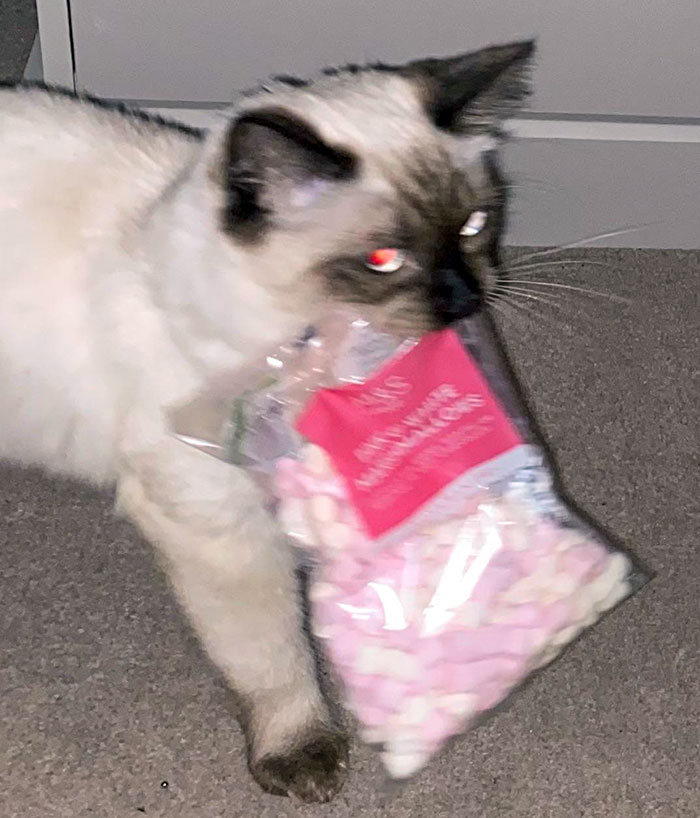 Here’s My Cat At 4 AM With A Bag Of Mini Marshmallows