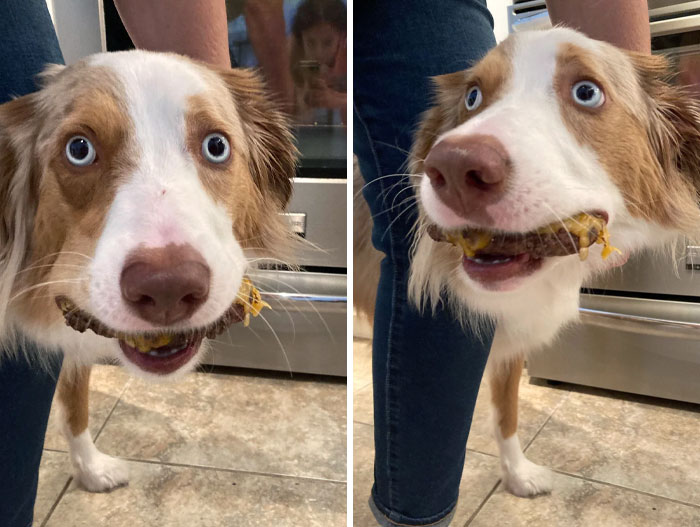 Cheeseburger Thief Caught Red-Handed