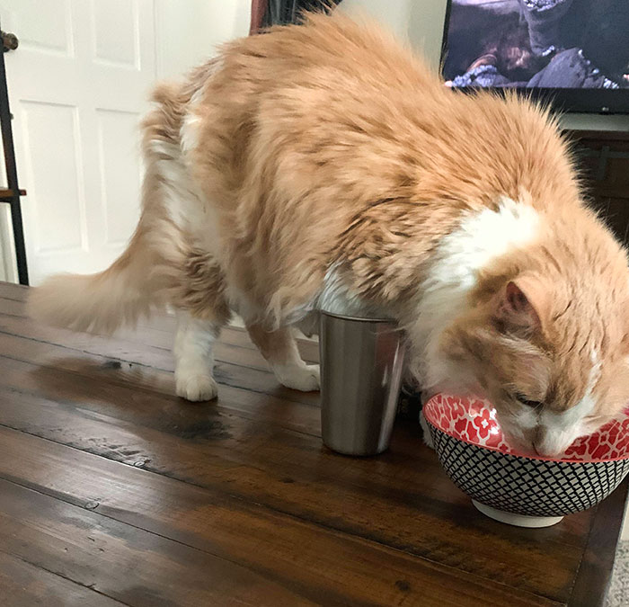 Putting His Entire Foot In My Coffee To Lick My Bowl Clean. He Could Have Just Gone A Few Inches To His Right