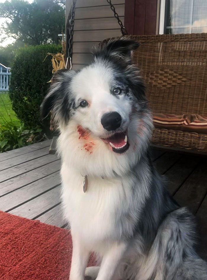 My Dog Almost Gave Me A Heart Attack Today. I Thought She Attacked Our Other Dog Outside And Had Blood All Over Her Face. Then I Saw A Seed And Realized She Got Into The Tomatoes