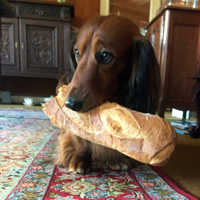 He Stole The Baguette From The Table