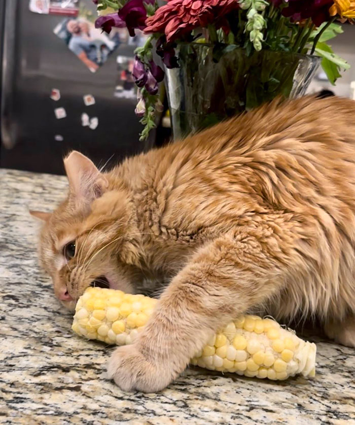 Why Is He Like This? Yes, He Knows He’s Not Allowed On The Counters. He Just Doesn’t Care. Corn Is Life