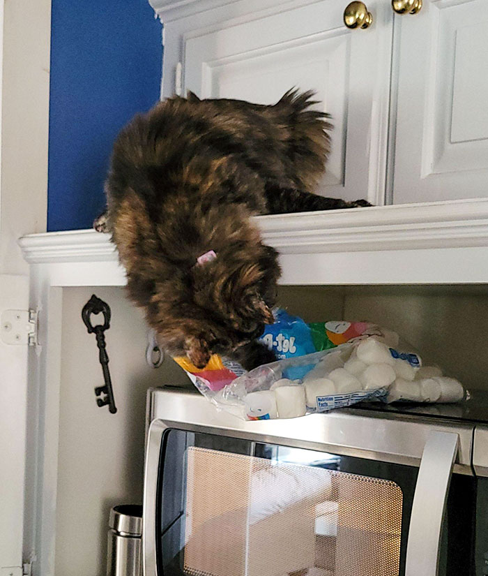 We Hid The Marshmallows After She Broke Into The Bag And Took Bites Out Of Them. Well, She Found Them Again